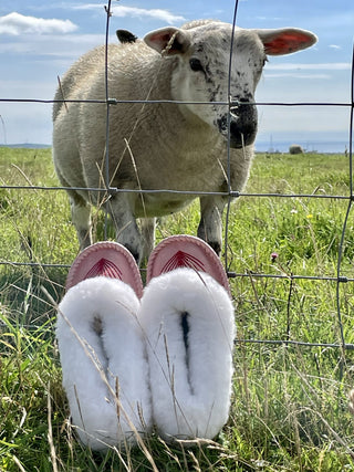Sheepers & Sustainability