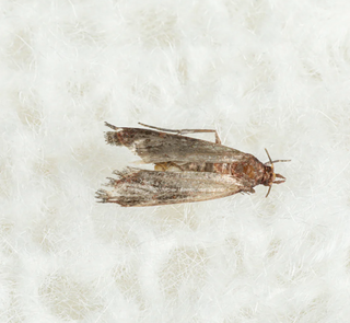 How to protect against wool moths?