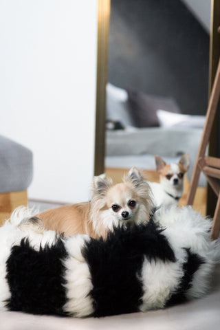Pet beds