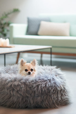 Pet Beds